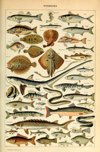 Fish sea 2 A3/A4 identification chart Ocean life animal vintage wall art  Poster | eBay