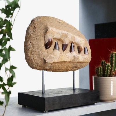 Mosasaurus Jaw Bespoke Oak Stand Real Dinosaur Fossil Home Decor Interior Design