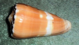 RA RFM 86318 Large Specimen Conus barthelemyi Bernardi 1861 72.8mm Taken by dive