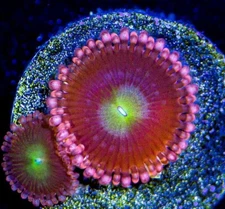 WWC LAFFY TAFFY (4 Polyps)