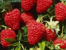 2 - HIMBO TOP Everbearing Live Red Raspberry Plants - 1-2 yr Old - SHIPPING NOW