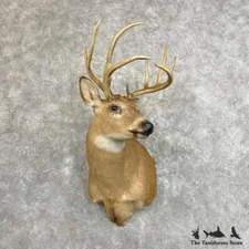 #27771 E | Whitetail Deer Taxidermy Shoulder Mount For Sale