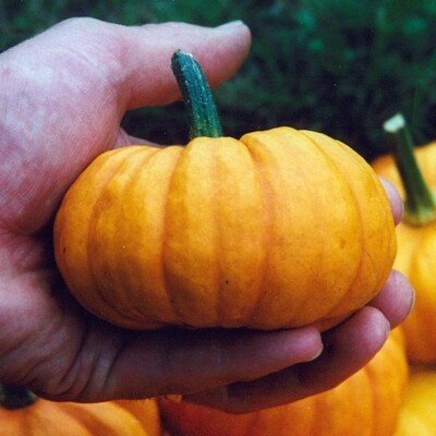 #ad 120 Jack Be Little Pumpkin Seeds Heirloom Organic NON GMO FRESH $4.98