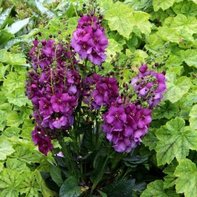 Verbascum Special Dwarf ‘Sugar Plum’ Perennial pack x6 Plug Plants