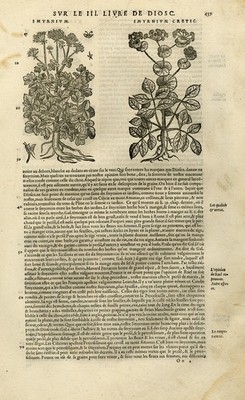 Antique Print-Botany-Alexanders-Parsnip-Mattioli-p. 439-Anonymous-1572