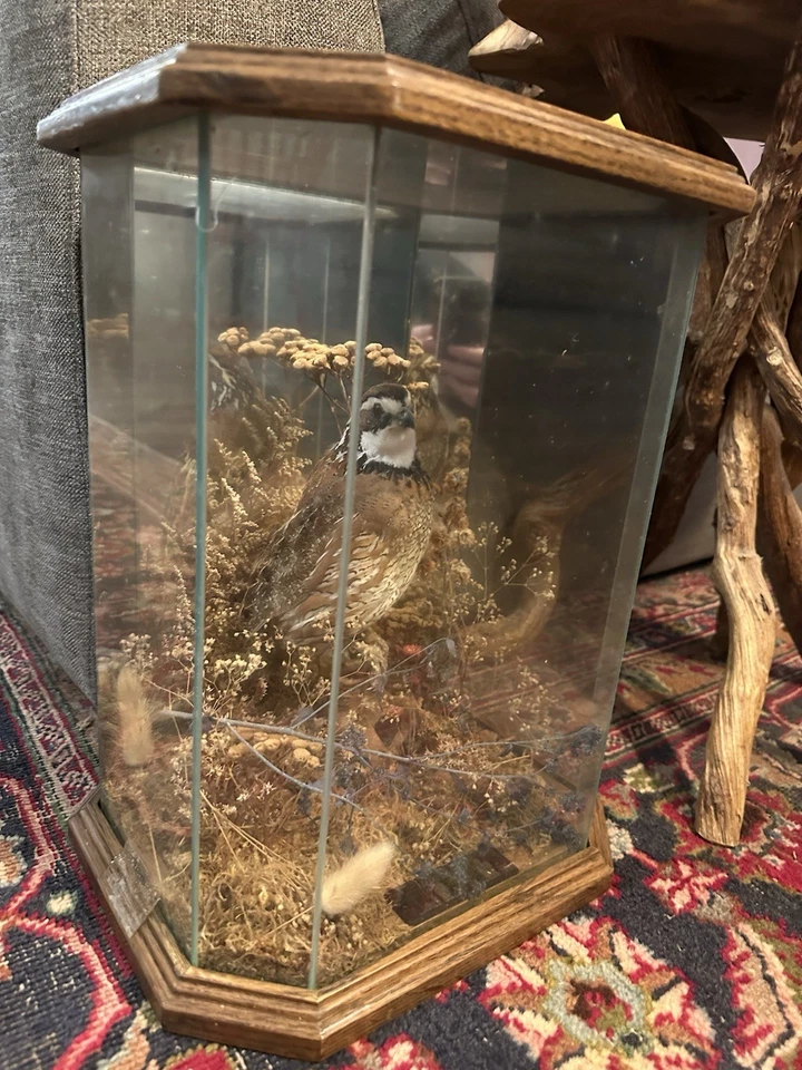 1994 ПЕРЕПЕЛА Американское Дерби Пригласительный Трофей Второе место Таксидермия Дисплей Винтаг - Изображение 2 из 4