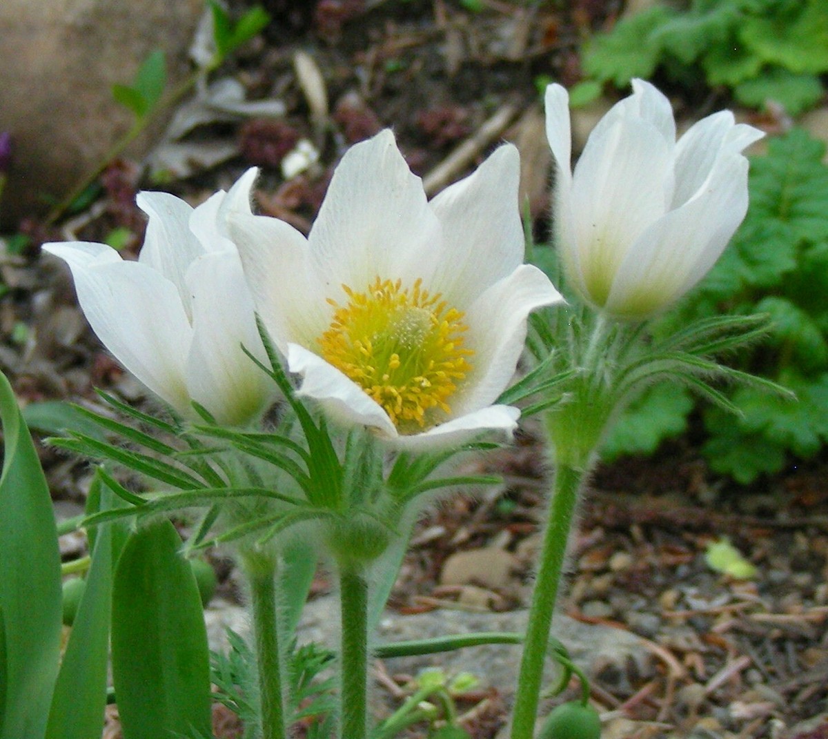 White Pasque Flower : 50 Seeds : Pulsatilla vulgaris alba | eBay