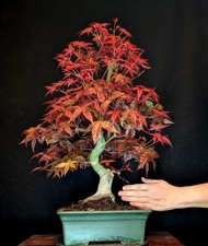 BONSAI JAPANISCHER ROTER FÄCHERAHORN ACER PALMATUM "DESHOJO" OUTDOOR JAPANIMPORT