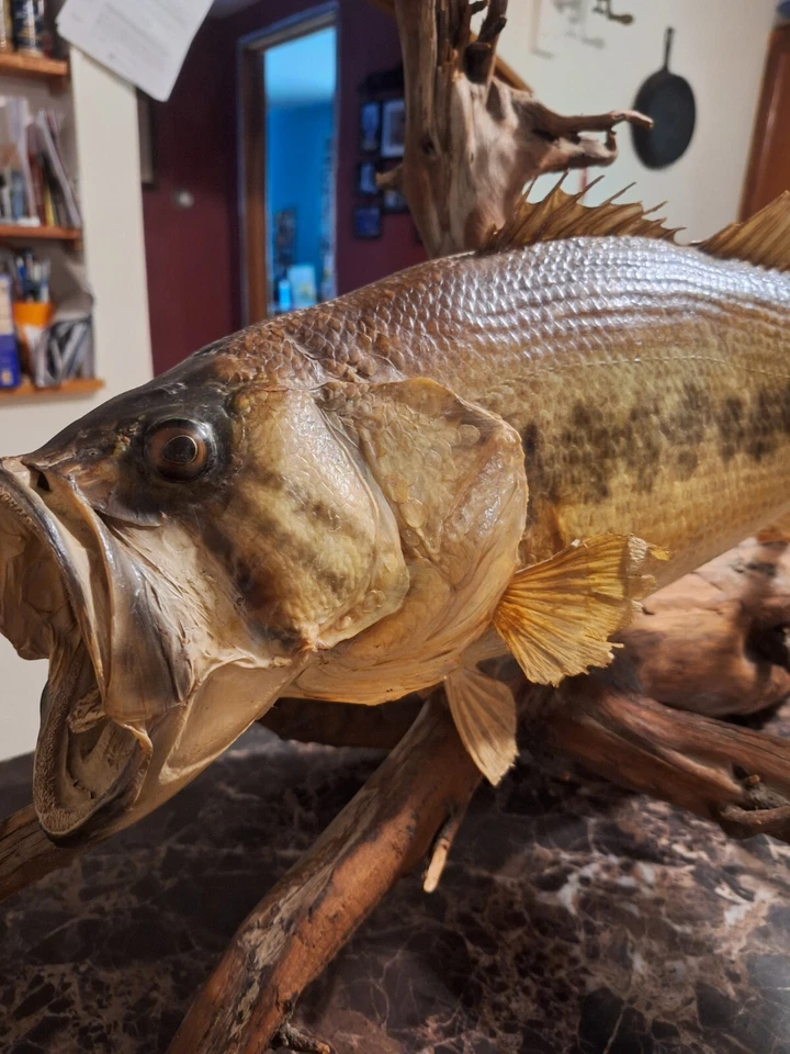 Real Skin Largemouth Bass Fish Mount Trophy Taxidermy 21" Inch Nice Stick  Base - Image 2 of 4