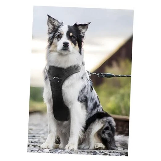 Dog Harness，Soft Massage Dog Vest Harness with Reflective X-Large Grey