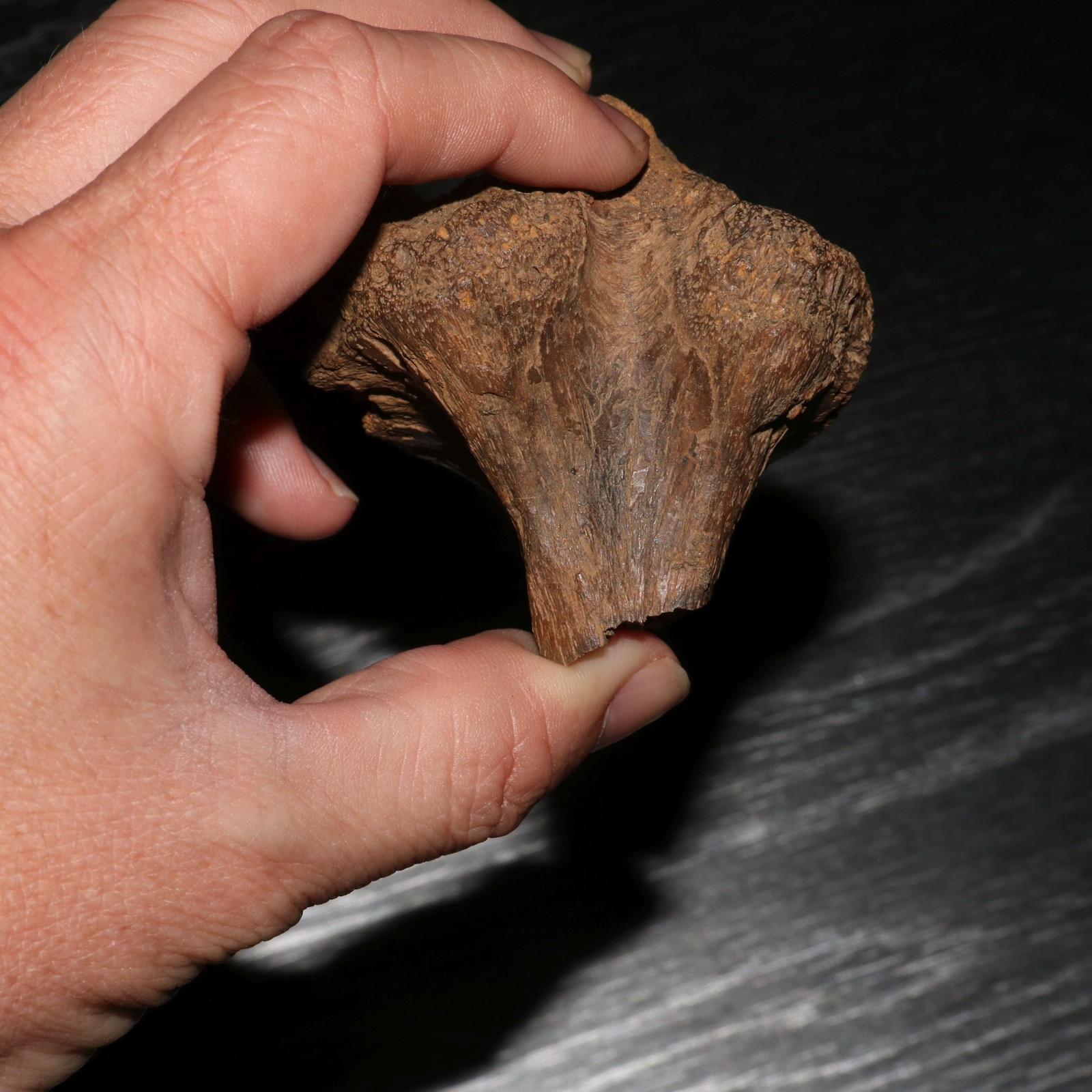 Edmontosaurus Duck Bill Vertebra Process Dinosaur Fossil Hell Creek Cretaceous