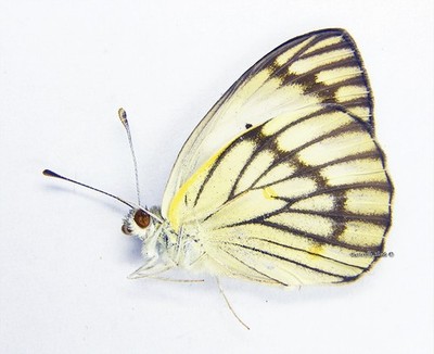 Unmounted Butterfly/Pieridae - Colotis ione f. xerophila, FEM, Tanzania