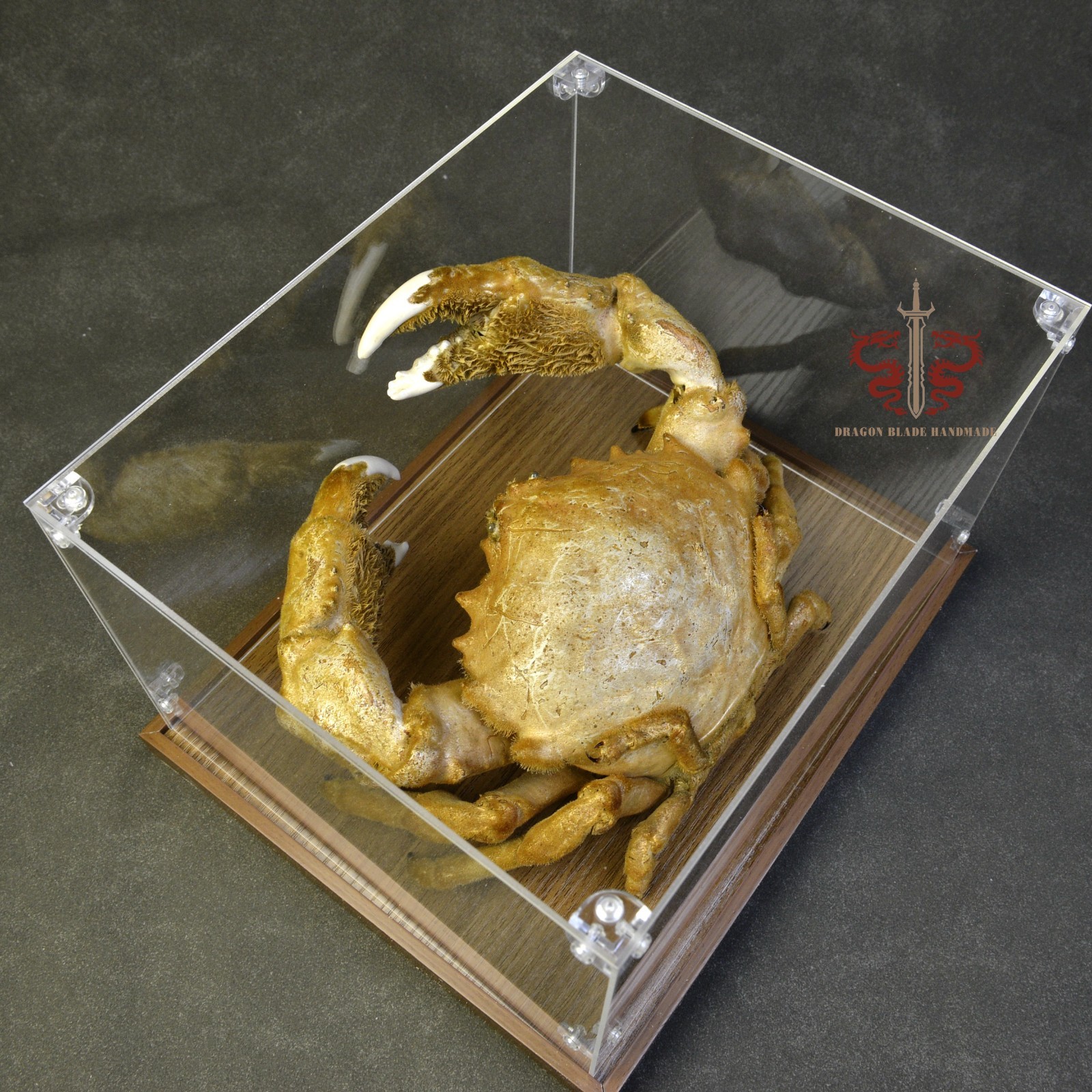 Museum Incloser Empty Crab specimen Lauridromia dehaani (Large Monster) museum-quality ...