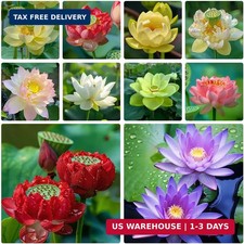 60pcs Mix Bonsai Lotus Seeds for Planting in Water Bowl Lotus Seed Water Lilys F