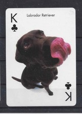 One Single Dog Optical Art Photo Playing Card Black LABRADOR RETRIEVER Artlist