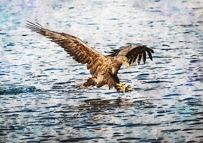 Eagle catching a fish abstract watercolour painting unique gift (print)
