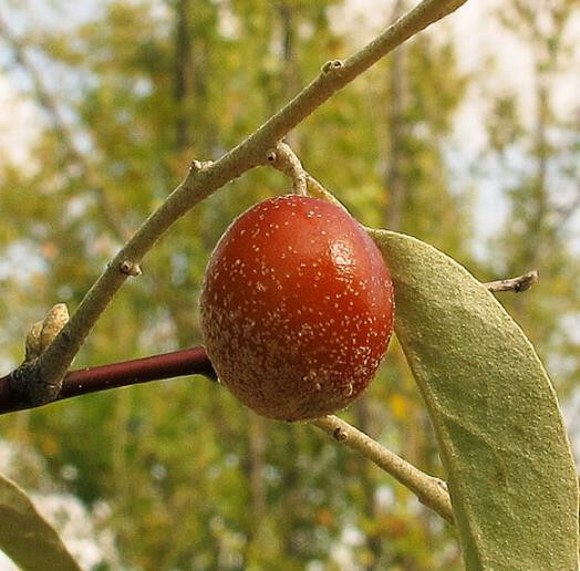 Elaeagnus angustifolia, aceitunas rusas, mora plateada - 20 sementos