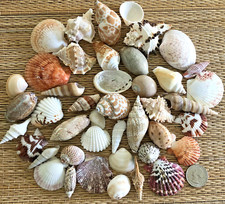 1/2 LB. OF SMALL MEDIUM  TO MEDIUM SEA SHELLS 1-1/8" TO 2-1/2" - CRAFT OR DECOR