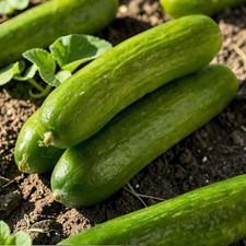 Mini Munch Cucumber Plant 9cm Pot - Sweet Tasty Snack