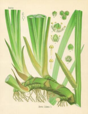 Acorear. Acorus Calamus L