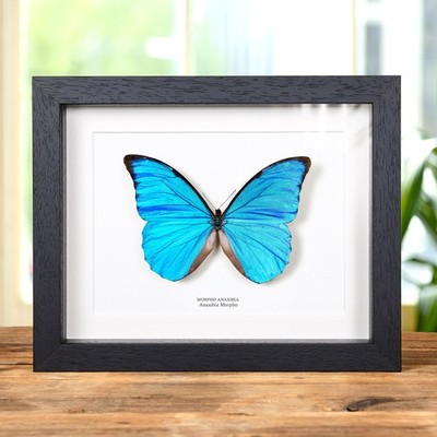 Anaxibia Morpho Butterfly in Box Frame (Morpho anaxibia)