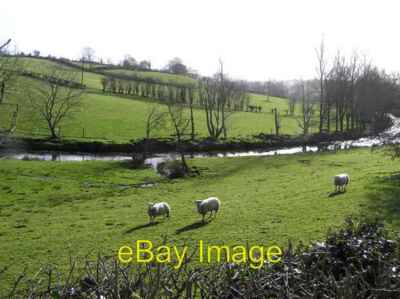 Photo 6x4 Sheep at Corlea Kilskeery As ever always curious when they see  c2007