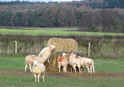 Foto 6x4 Leckere Winterleckereien Pockley Schafe verstecken sich frisches Heu c2018