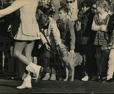 Press Photo Dog Watches Governor Preston Smith Inaugural Parade, Austin, Texas