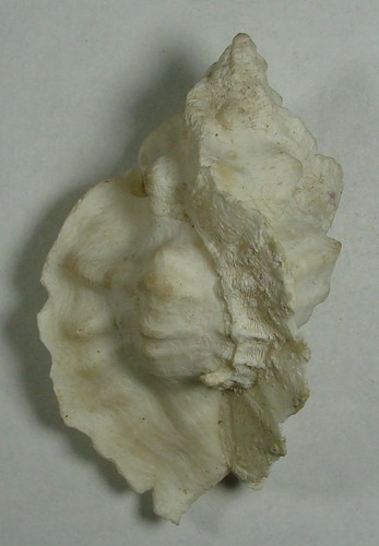 MUREX NUTTALLI 53.01mm BEAUTIFUL XXL SPECIMEN Catalina Island, California - Picture 2 of 2