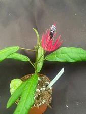 Pavonia multiflora,  Brazilian Candles.  Rooted Plant Shipped in 3" Pot