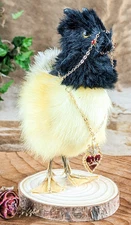 Duckogriff Cousin to hippogriff Display Taxidermy Odditiy Curiosities gift decor