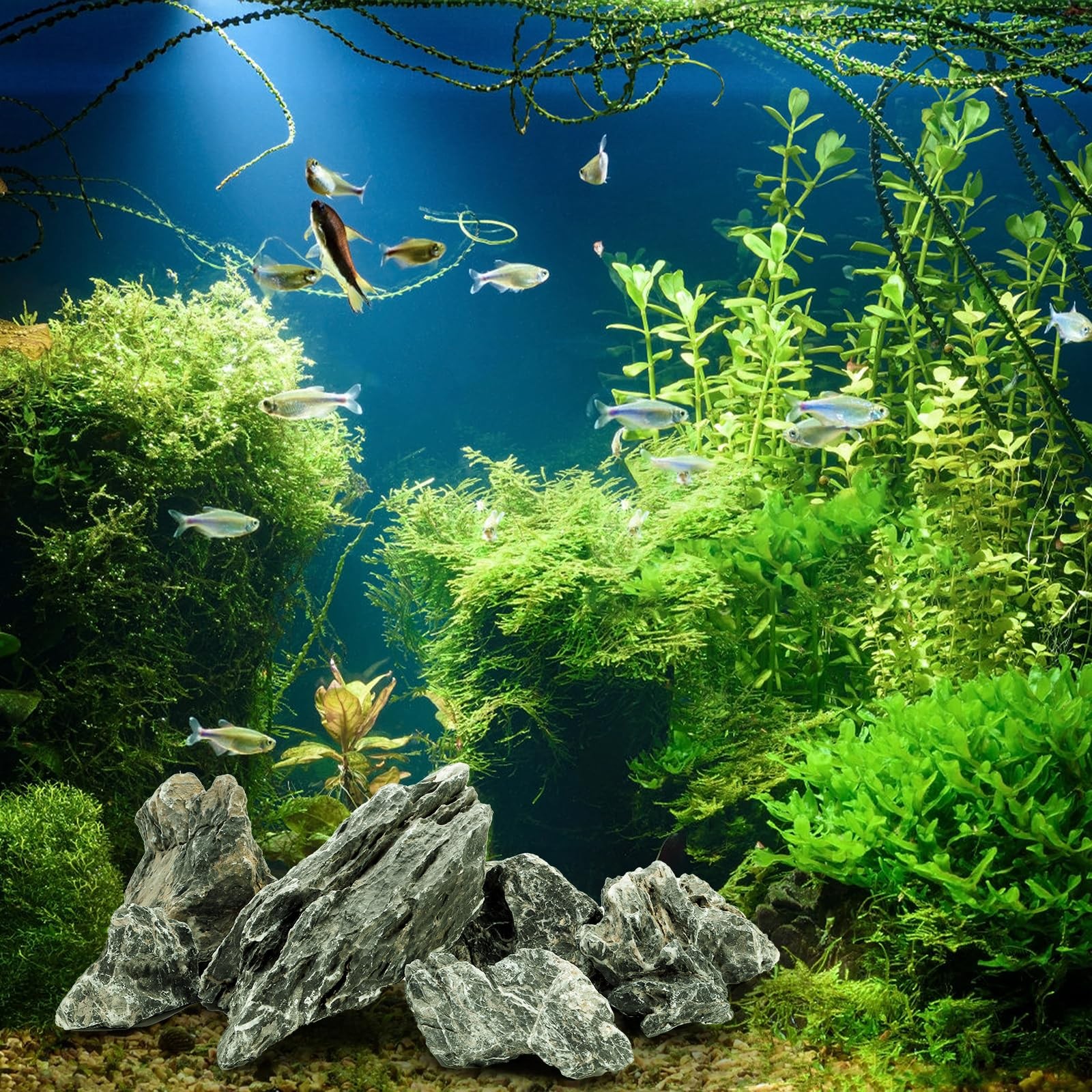 Best 12lb Seiryu Stone Aquarium Rocks for Terrariums, Paludarium, Vivariums