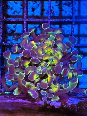 CE- WYSIWYG Rainbow Hologram Hammer Euphyllia Frag Live Coral LPS SPS #R2OA7