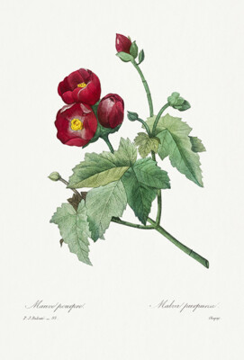 Purple Mallow - 1800's - Pierre-Joseph Redoute - Botanical Illustration Magnet