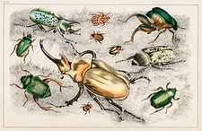 12973.Room Decor Poster.Home Wall art.1774 vintage animal illustration.Beetles