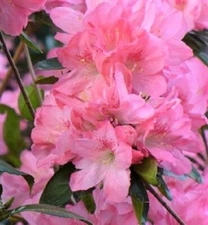 Hampton Beauty ( Bonsai ) Azalea - Live Plant - ( 1 QT )