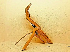 racine araignée mangrove