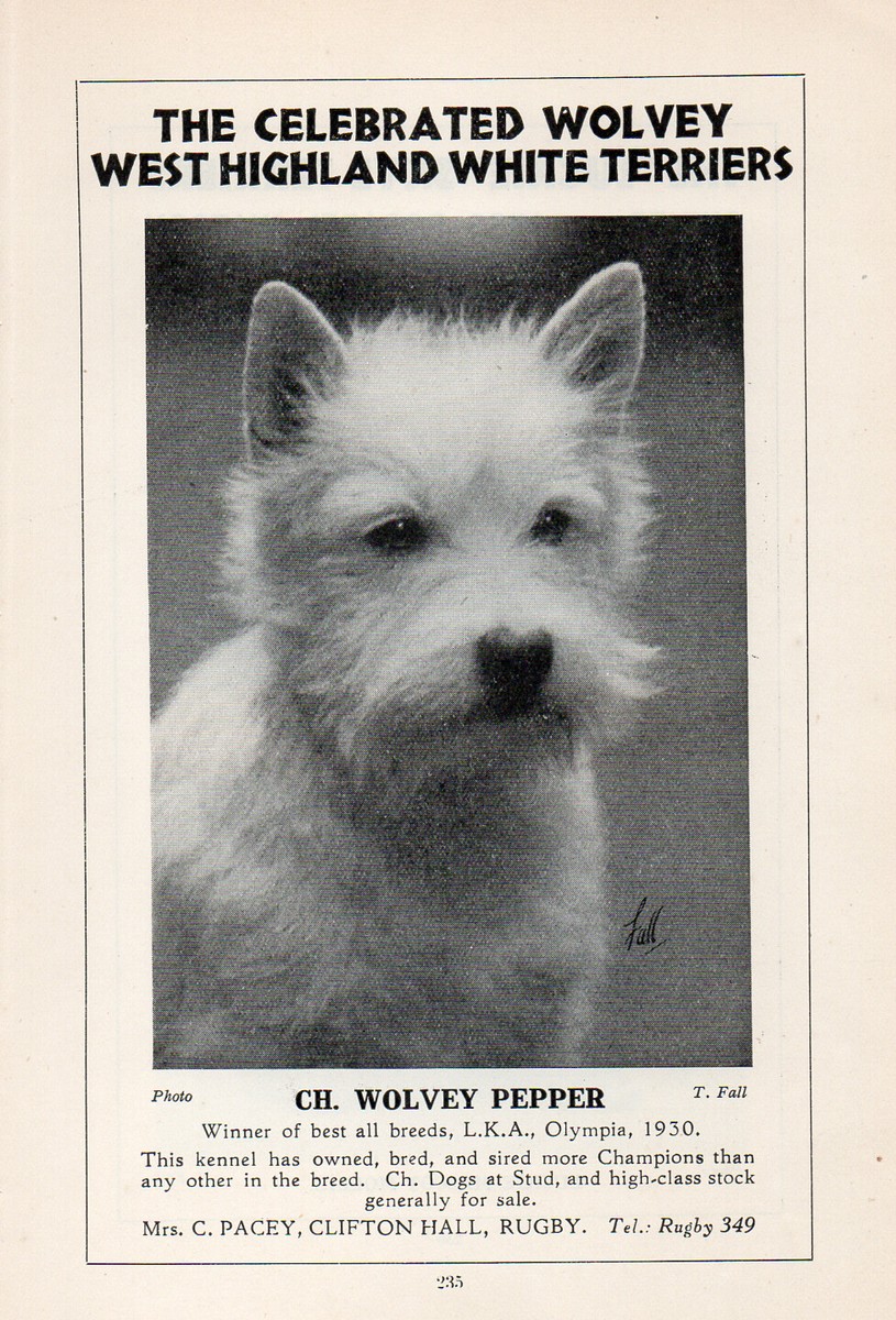 WEST HIGHLAND WHITE TERRIER WESTIE VINTAGE 1934 DOG PRINT PAGE CH