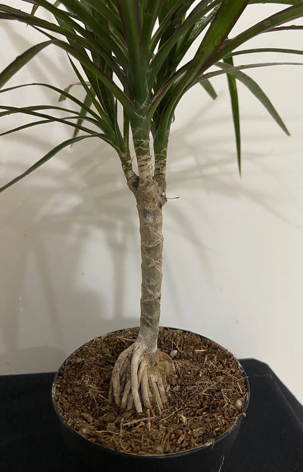 1 Bonsai Tree Live Plant Dracena Marginata Dragon Madagascar 5 Years Old 4" Pot - Image 4 of 4