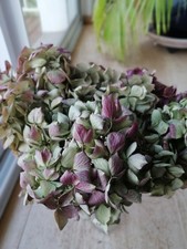 Bouquet d'hortensias Séchés