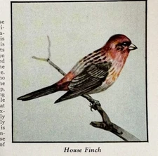 House Finch Bird Print 1931 Blue Book Birds Of America Animal Nature Art PCBG21D