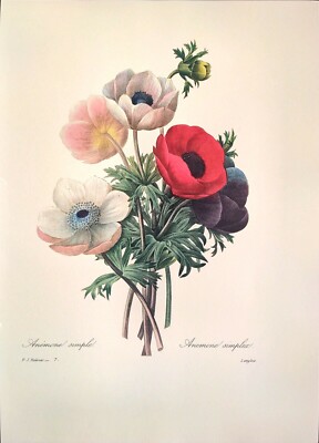 絵画 anemone P J Redoute Flowers ANEMONE SIMPLEX Botanical Art Original