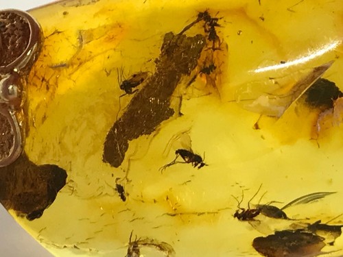 Insect Amber Pendant Natural Baltic Fossil Inclusion Unique Silver GP 5,9 g 2179 - 第 7/12 張圖片