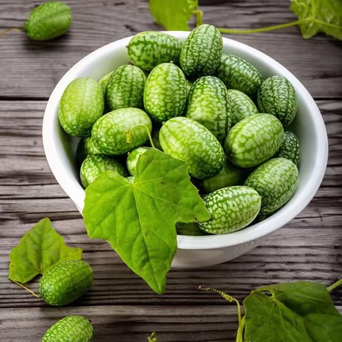 Mini-Daumen-Wassermelonenkerne Wassermelonen-Bio-Gemüse Balkonbepflanzung ︴ - Bild 11 von 12