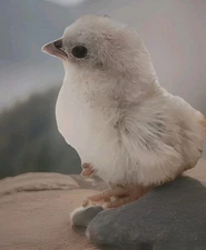 2+1 Micro & Size A & B 100% Pure Serama Hatching Eggs Malaysian And Traditional 