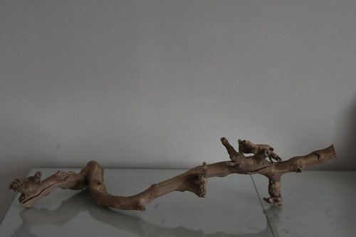 Terrario, Exo Terra Foresta Ramo Grande Ca 60 x 20 x 16 CM B Rettile Albero - Foto 3 di 3