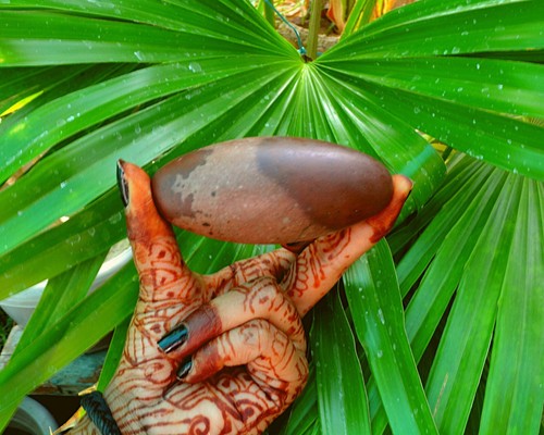 Shiva Lingam Stone Narmada River India Rare Special Nice Pocket Lingam~P-10 - Picture 8 of 8