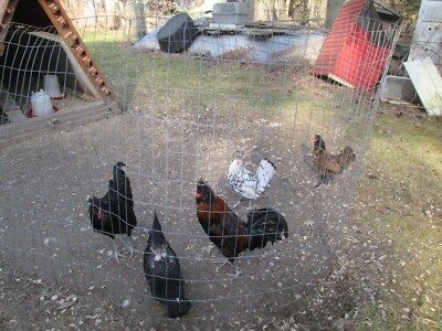 12 polish and bantam mix hatching eggs posable Russian Pavlovskaya