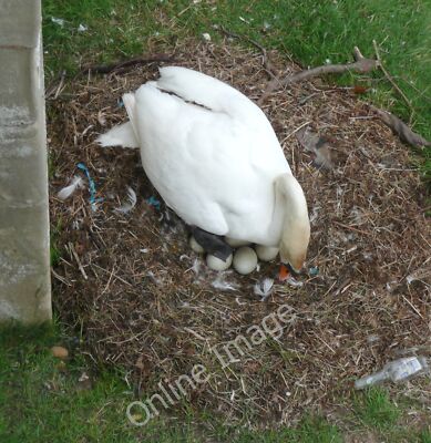 Foto 6x4 Schwan auf seinem Nest, Warkworth Warkworth \/NU2406 Dieser Schwan hat die Wahl c2010