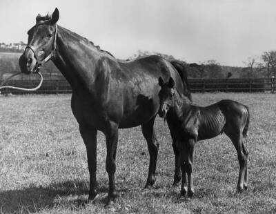 1957 Lady Wernhers Unbeaten Filly Meld OLD PHOTO